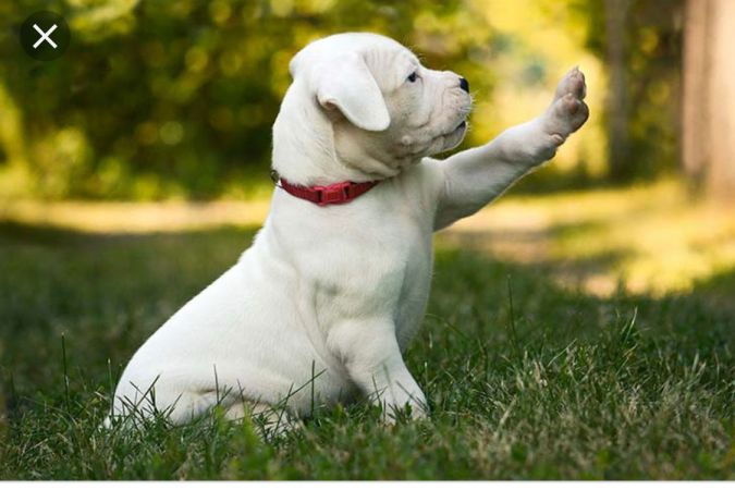 dogo-argentino-personalidad-dogo-argentino-estilo-de-vida-historia