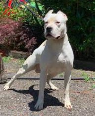 dogo-argentino-personalidad-dogo-argentino-estilo-de-vida-historia