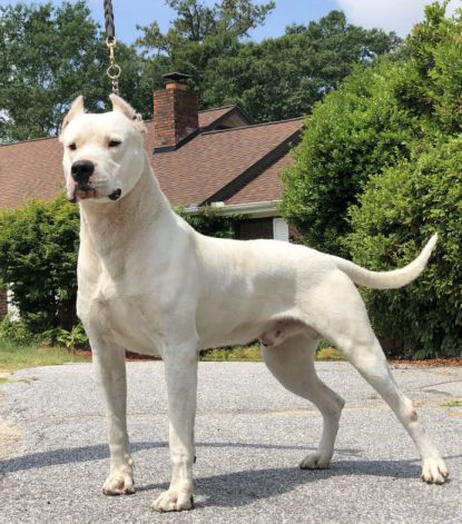 dogo-argentino-personalidad-dogo-argentino-estilo-de-vida-historia