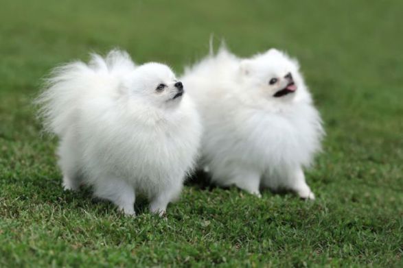 pomerania-raza-perro-personalidad-pomerania-estilo-de-vida-cuidados-famosos