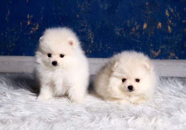 pomerania-raza-perro-personalidad-pomerania-estilo-de-vida-cuidados-famosos